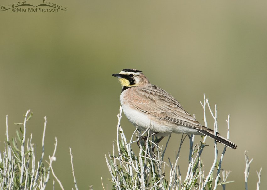 Male Horned Lark on Rabbitbrush
