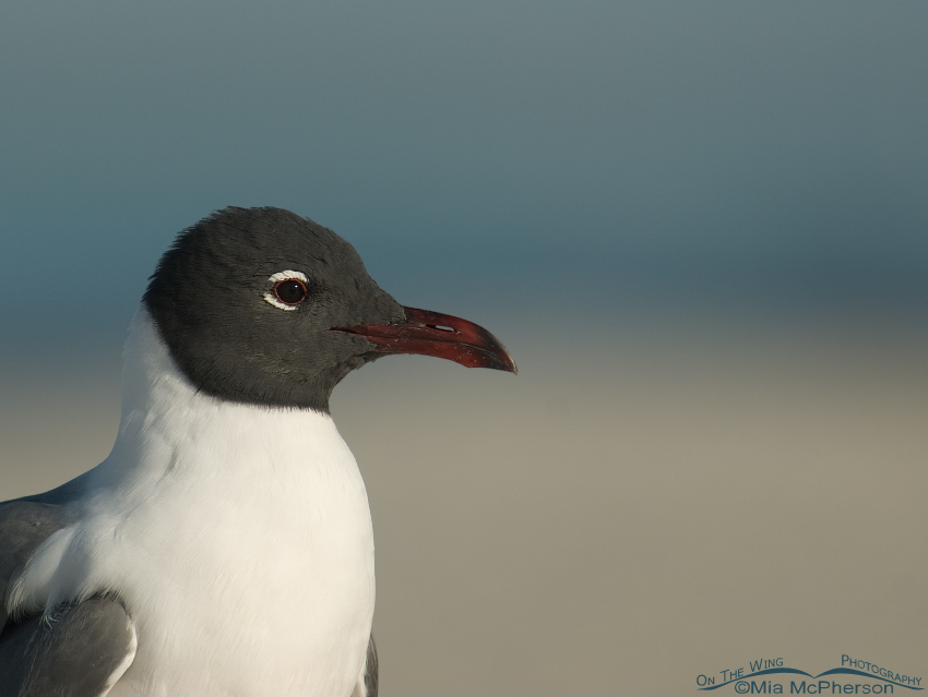 Peaceful Laughing Gull portrait, Fort De Soto County Park, Pinellas County, Florida
