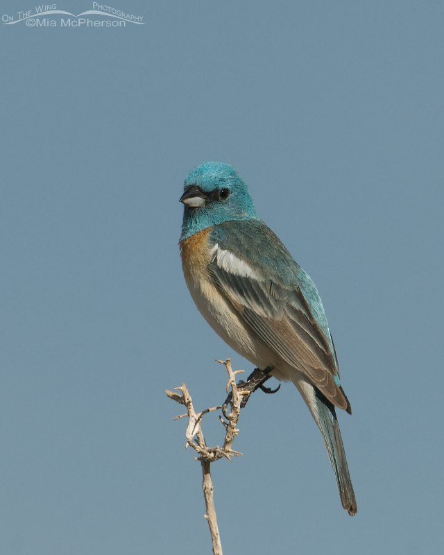 Lazuli Bunting with sky in the background