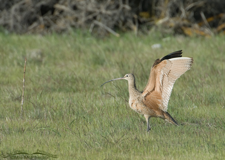Long-billed Curlew wing lift