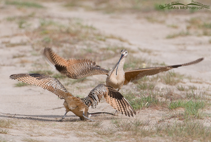 Long-billed Curlews fighting on territory