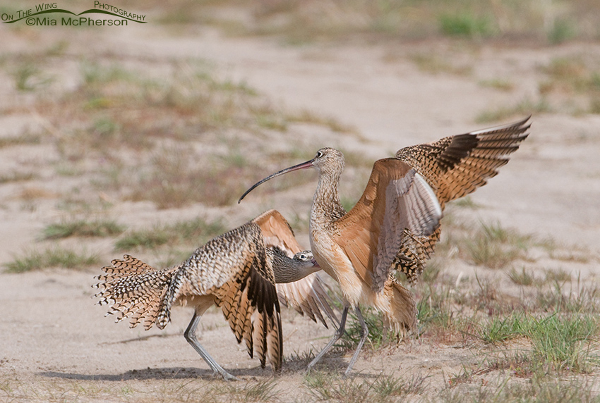 Long-billed Curlews getting physical