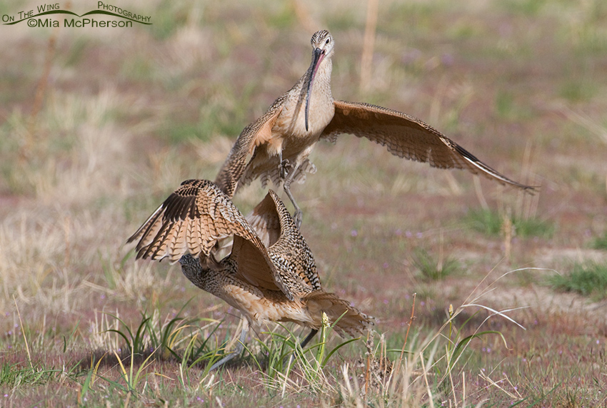 Long-billed Curlews exhibiting territorial aggression