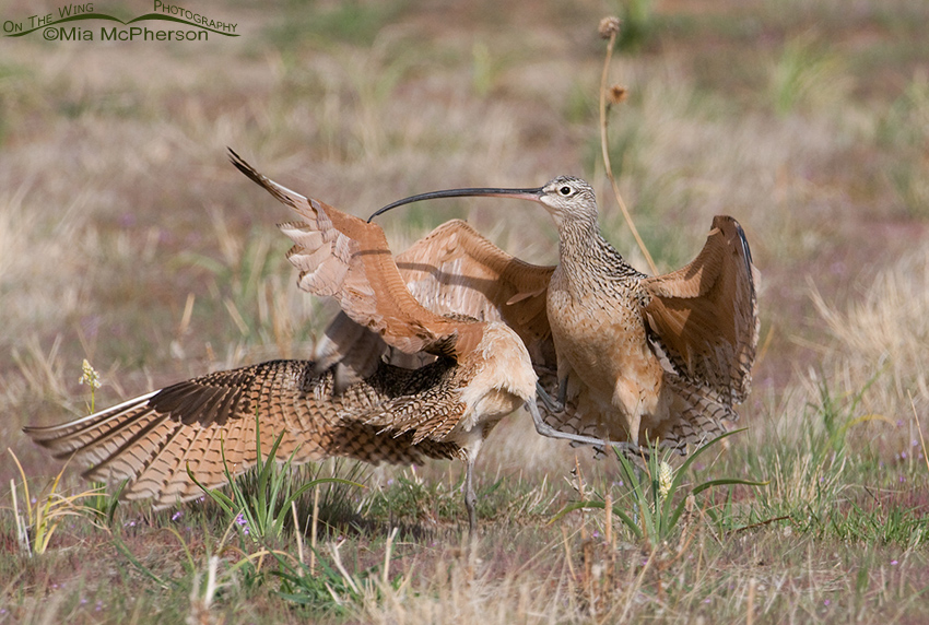 Long-billed Curlew Kick Boxing