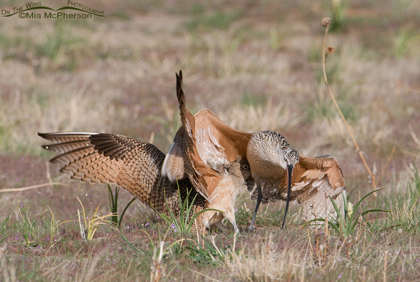 Long-billed Curlews fighting with their bills