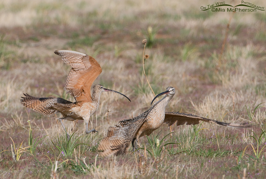 Two male Long-billed Curlews fighting for mating rights