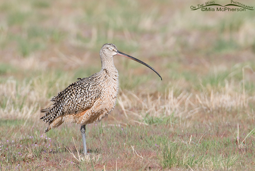 The loser of the Long-billed Curlew Territorial Fight