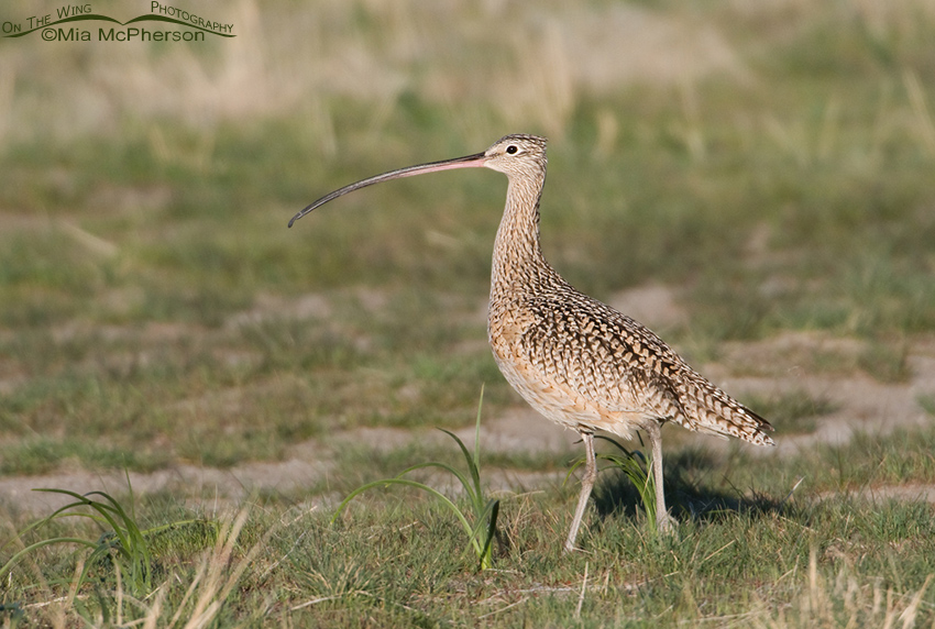 A Long-billed Curlew on breeding grounds
