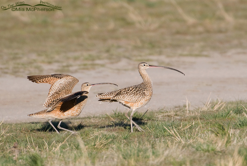 The Curlew courtship continues