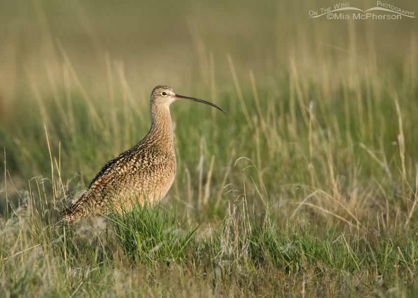 Long-billed Curlew male foraging in grasses