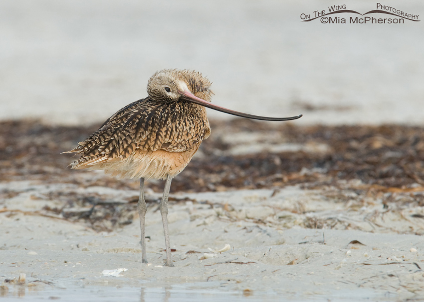 A really, really relaxed Long-billed Curlew