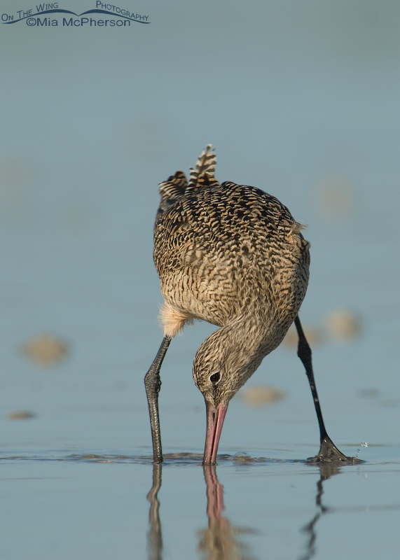 Marbled Godwit in a funny pose