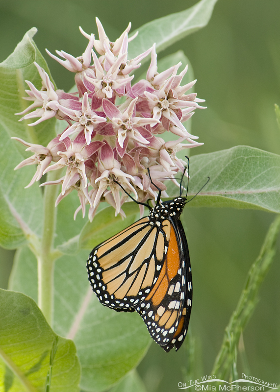 Monarch Butterfly (Danaus plexippus) on a Showy Milkweed (Asclepias speciosa)