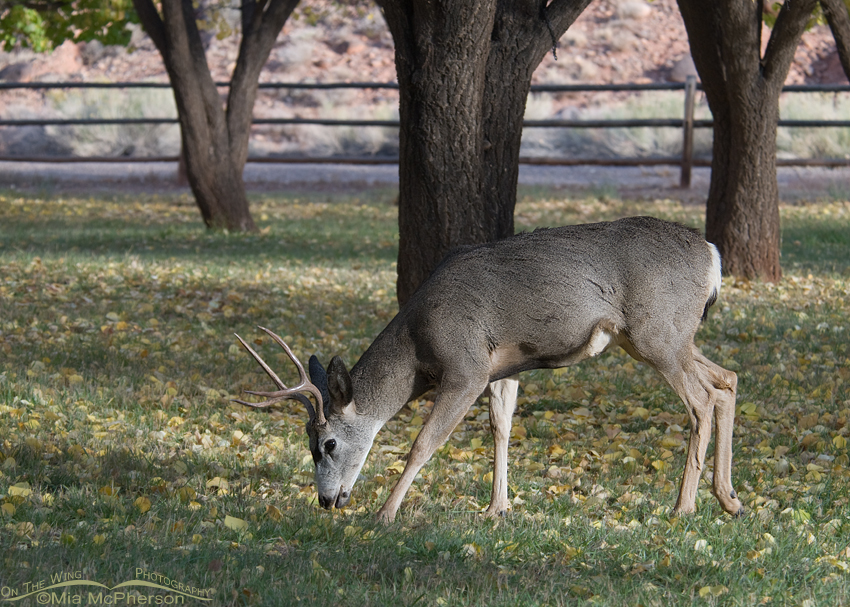 Mule Deer at Capitol Reef National Park, Wayne County, Utah