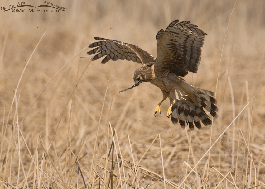 Female Northern Harrier hovering with nesting material