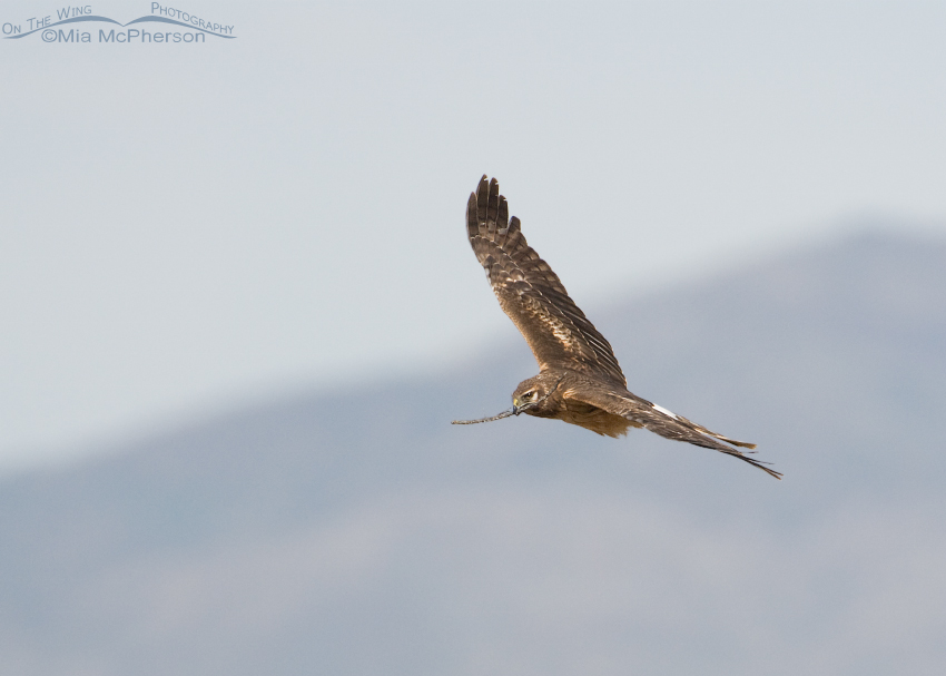 Northern Harrier female circling with nesting material