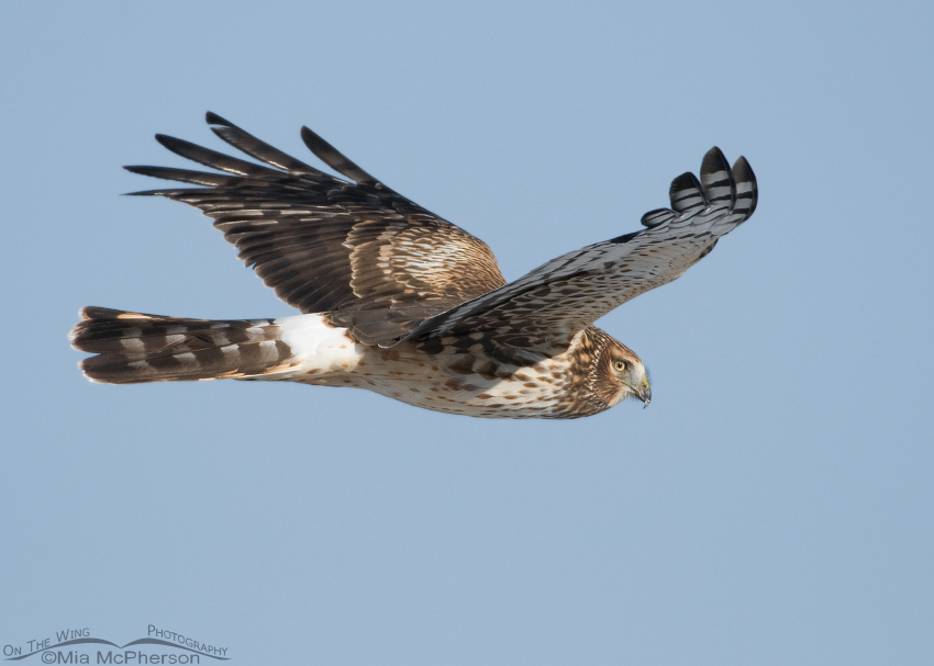 Eye level with a Northern Harrier