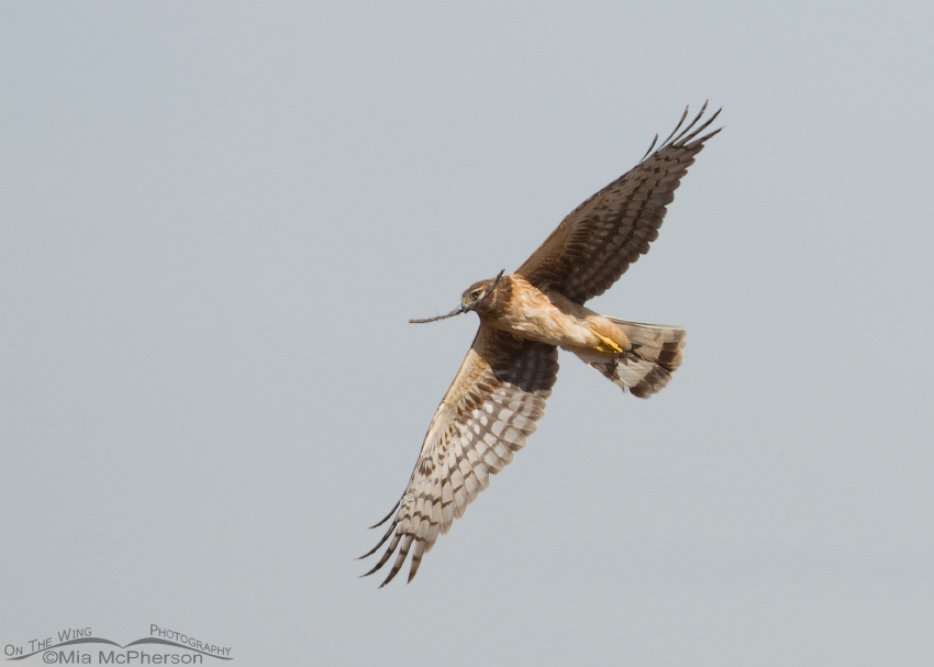 Female Northern Harrier in flight with nesting material