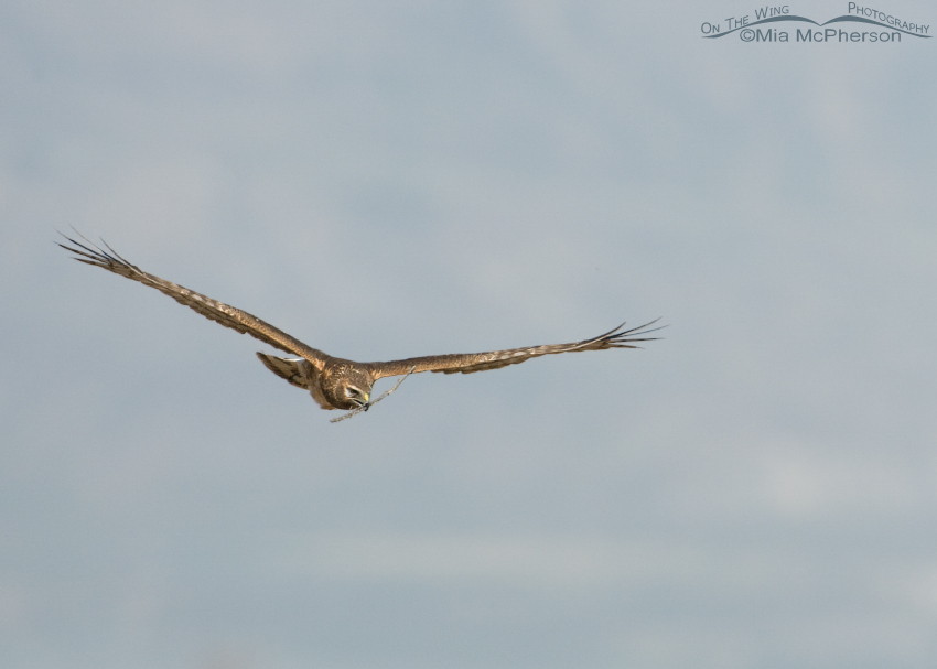 Female Northern Harrier making approach to the nest