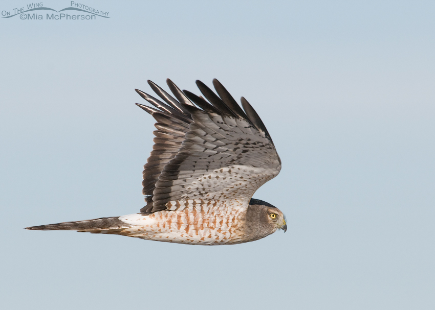 Male Northern Harrier flyby