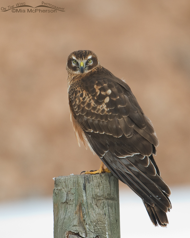 Perched Northern Harrier