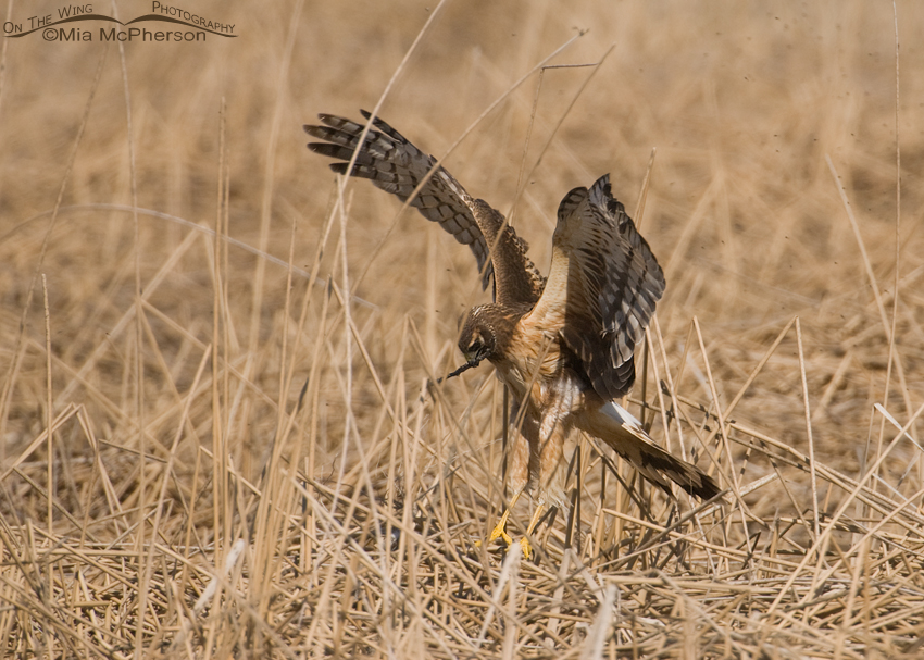 Female Northern Harrier touching down