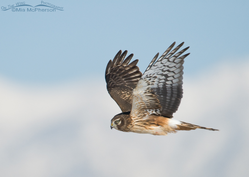 Northern Harrier in flight with snow covered Wasatch Mountains in the background