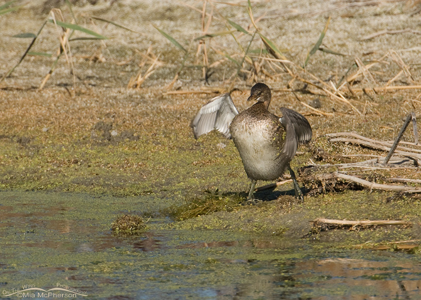 Adult Pied-billed Grebe flapping its wings while standing