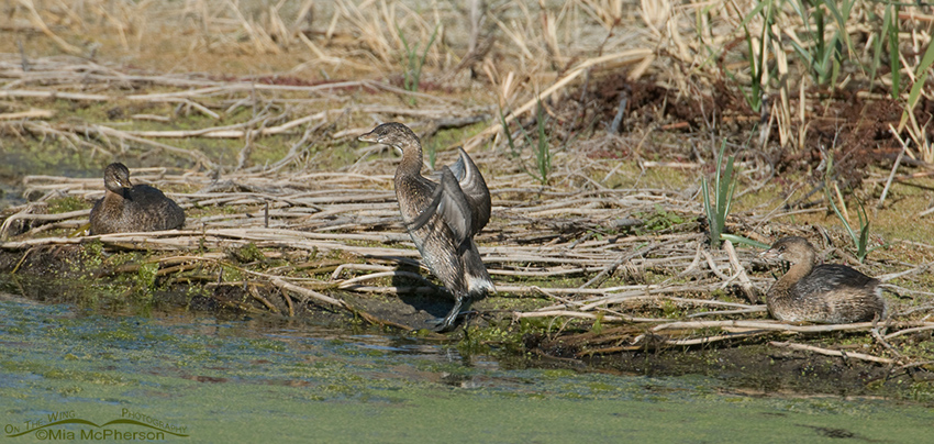 Three Pied-billed Grebes out of the water
