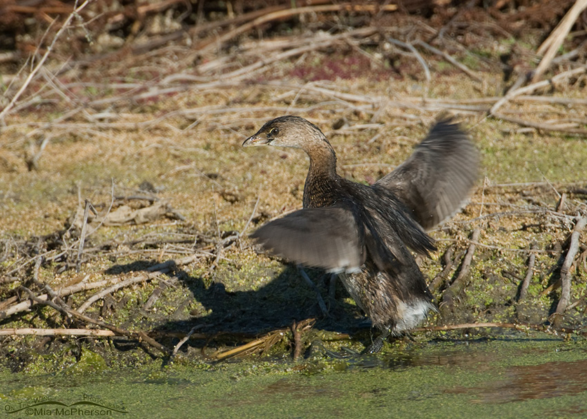 Adult Pied-billed Grebe flapping its wings