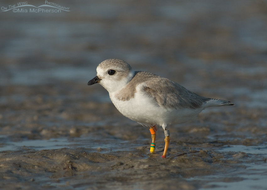 Banded Piping Plover