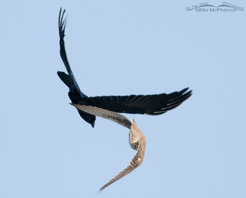 Prairie Falcon chasing a Common Raven