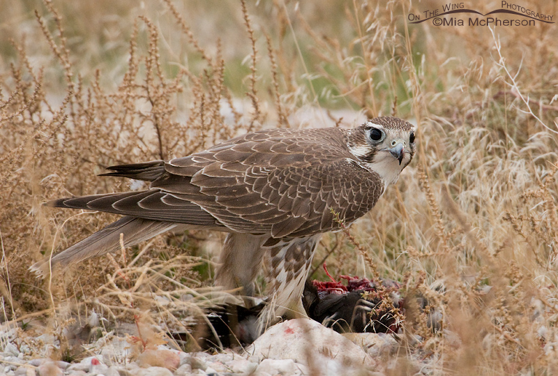 Juvenile Prairie Falcon on a Ruddy Duck
