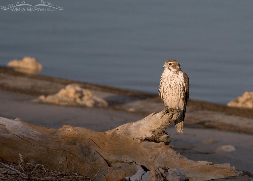 Perched 1st year Prairie Falcon on the shore of the Great Salt Lake