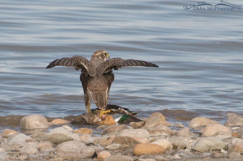 Prairie Falcon with Northern Shoveler at the edge of the Great Salt Lake