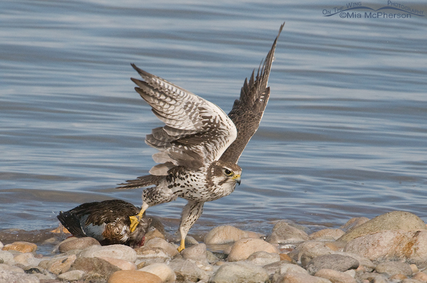 Prairie Falcon with prey on the shoreline of the Great Salt Lake