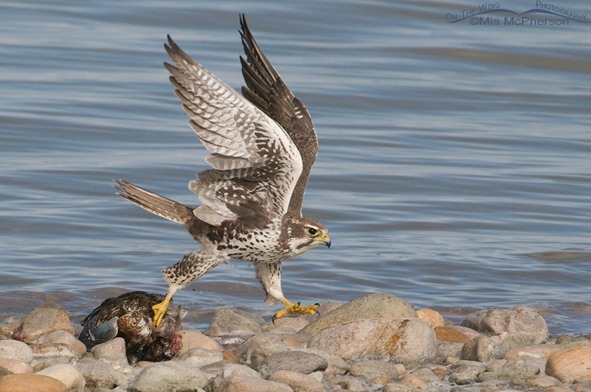 Prairie Falcon struggling to lift prey over rocks on shoreline