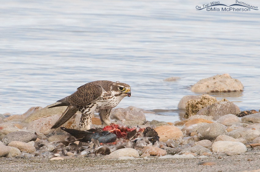 Prairie Falcon with a pile of feathers from the Northern Shoveler, Antelope Island State Park, Utah