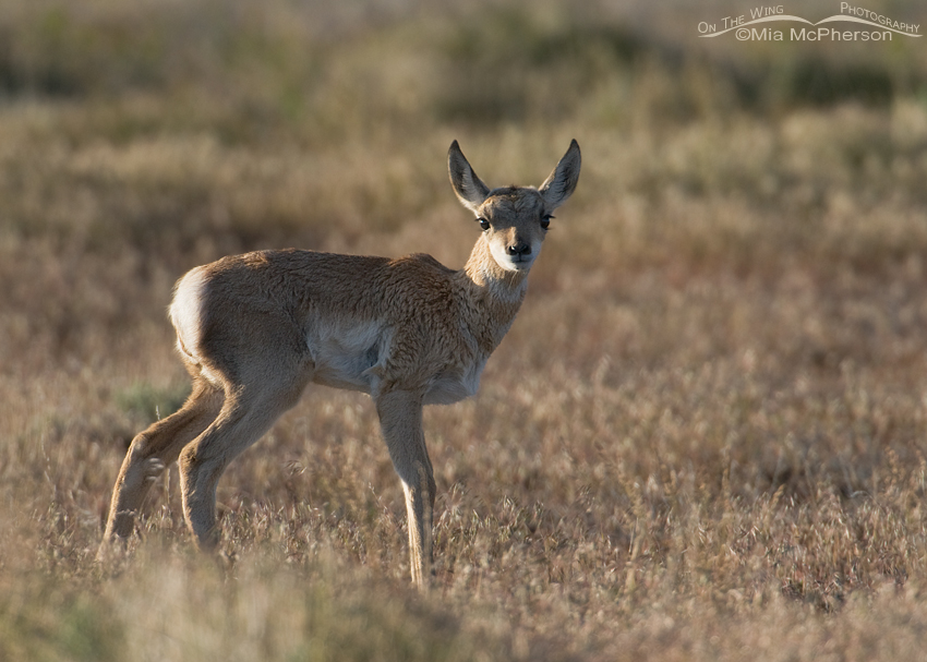 Pronghorn fawn in the West Desert