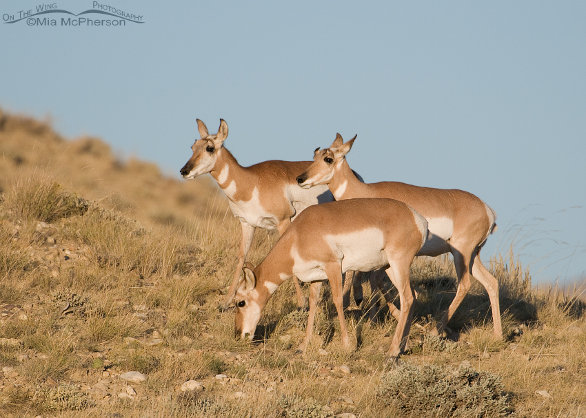 Pronghorn does on a hill in evening light