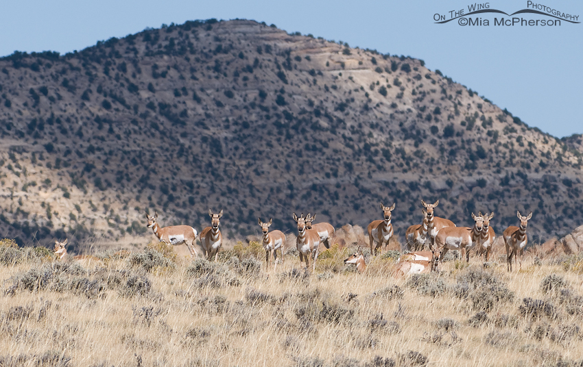 Herd of Pronghorn on a ridge at Antelope Flat, Flaming Gorge National Recreation Area, Daggett County, Utah