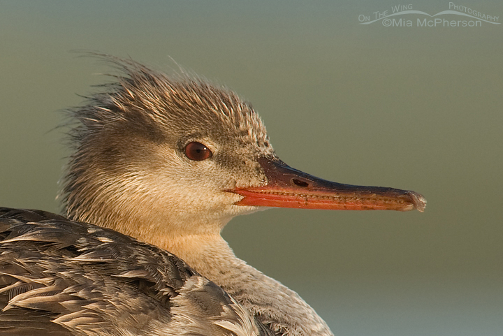 Red-breasted Merganser Close up