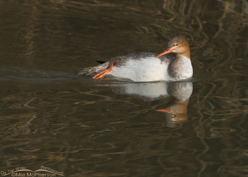 Relaxed Red-breasted Merganser at Farmington Bay