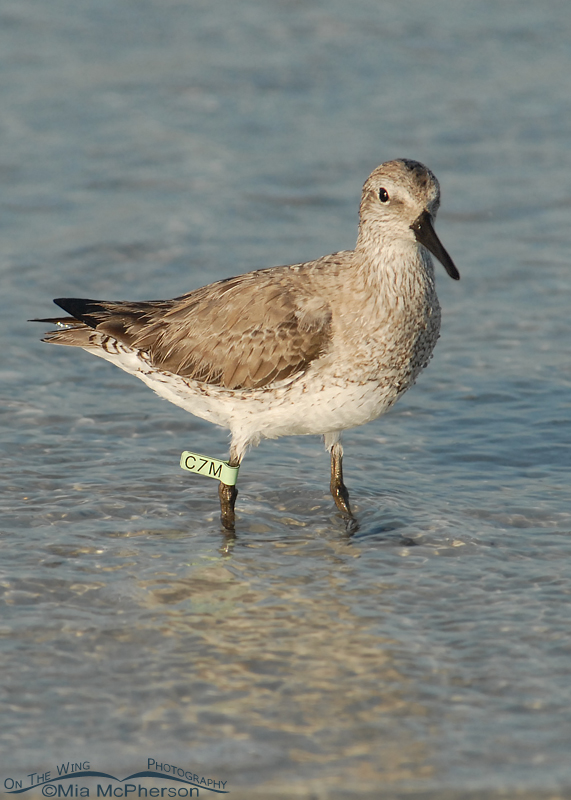 Banded Red Knot