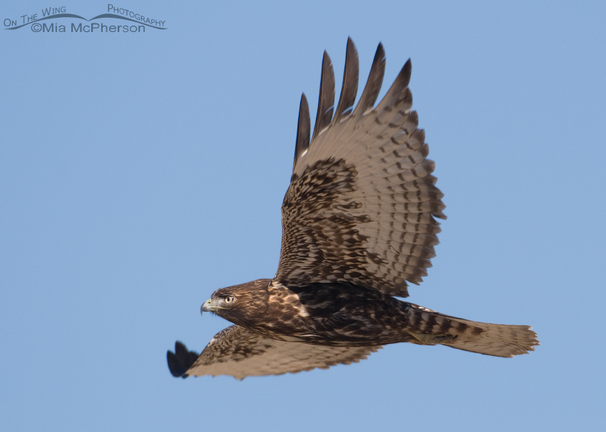 Dark juvenile Red-tailed Hawk fly by