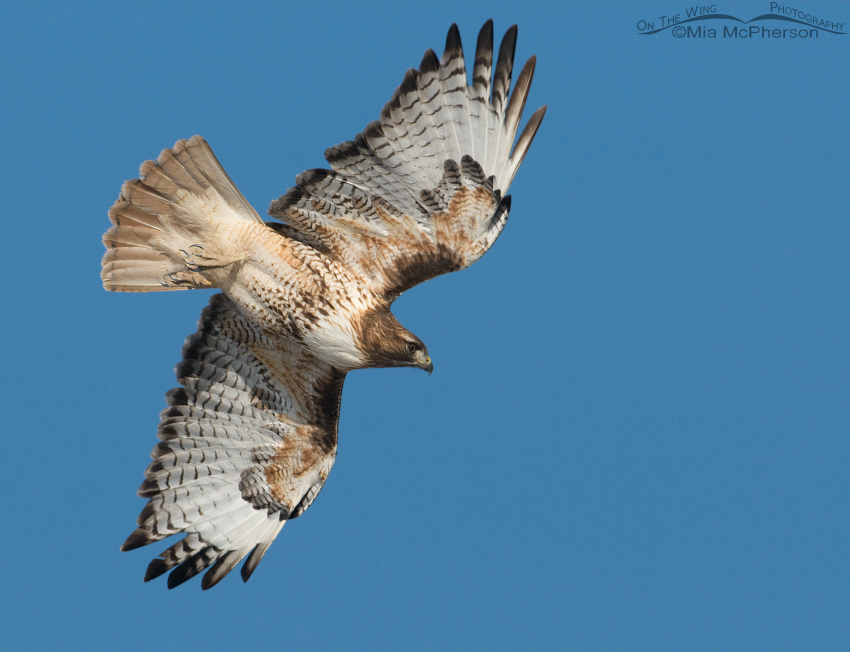 Red-tailed Hawk with its eye on prey