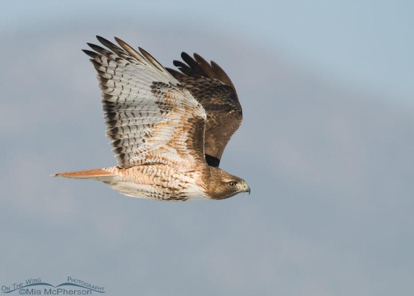 Red-tailed Hawk in flight near the Oquirrh Mountains