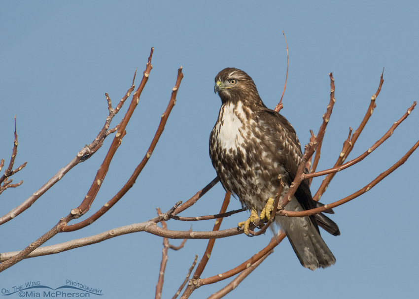 Red-tailed Hawk perched in a tree