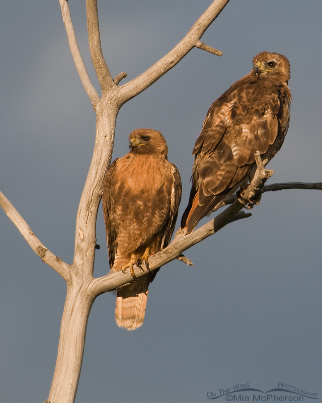 Red-tailed Hawks - Mates for Life