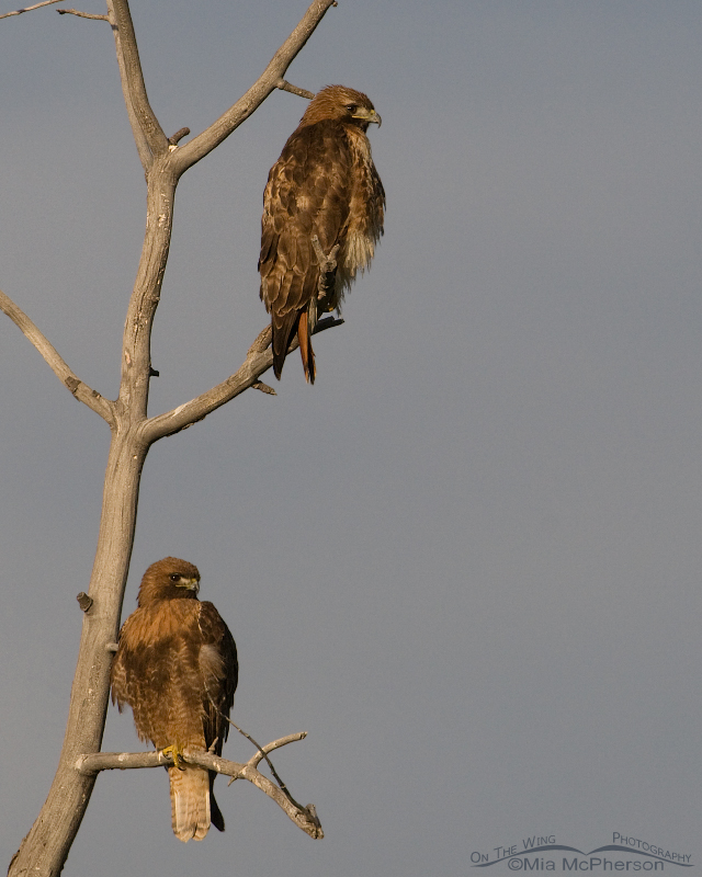 Centennial Valley Red-tailed Hawks